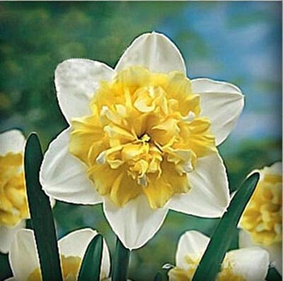 Sumpf frisch 100 Stück Doppel Narzisse Blumensamen zum Pflanzen Gelb weiß 1 von Sump