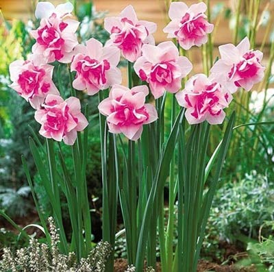 Sumpf frisch 100 Stück Doppel Narzisse Blumensamen zum Pflanzen von Pink von Sump