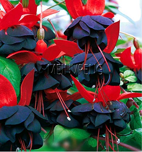 Sumpf frisch 100 Stück Fuchsia Blumensamen zum Pflanzen schwarz und rot von Sump