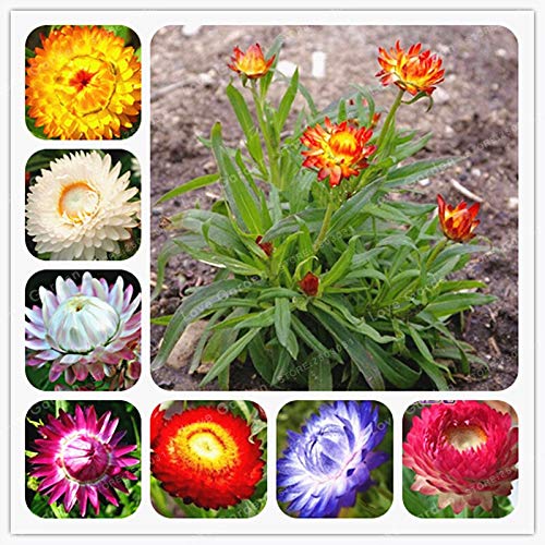 Sumpf frisch 100 Stück Helichrysum Bracteatum Blumensamen zum Pflanzen Mehrfarben von Sump