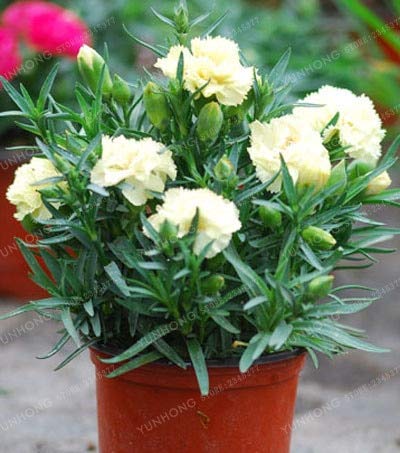 Sumpf frisch 100 Stück Nelke Dianthus Caryophyllus Blumensamen für Pflanzcreme von Sump
