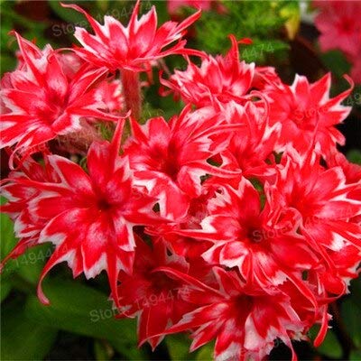 Sumpf frisch 100 Stück Phlox Twinkle Star Blumensamen zum Pflanzen von Rot von Sump