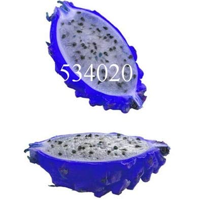 Sumpf frisch 100 Stück Pitaya-Frucht SAMEN zum Pflanzen von Blau 1 von Sump