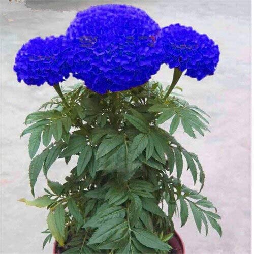 Sumpf frisch 100 Stück Ringelblume Blumensamen zum Pflanzen von Blau von Sump