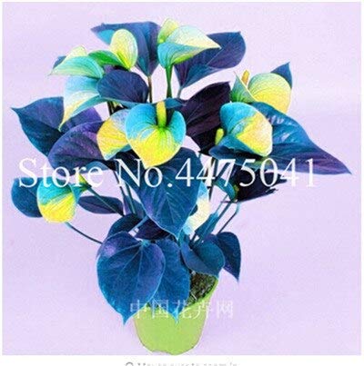 Sumpf frisch 120 Stück Anthurium Pflanze Samen zum Pflanzen Himmelblau gelb von Sump