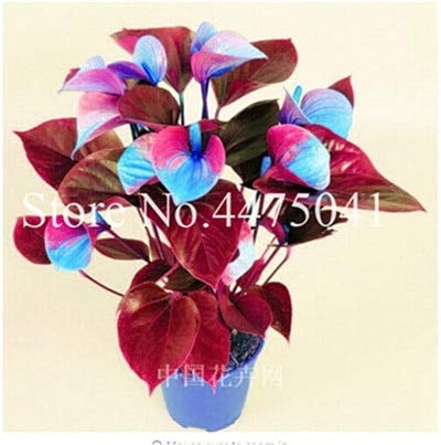 Sumpf frisch 120 Stück Anthurium Pflanze Samen zum Pflanzen Pink Himmelblau von Sump