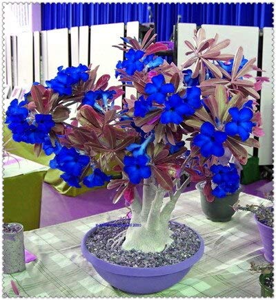 Sumpf frisch 2 PCS Adenium obesum Wüstenrose Blumensamen zum Pflanzen Dunkelblau von Sump