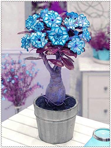 Sumpf frisch 2 PCS Adenium obesum Wüstenrose Blumensamen zum Pflanzen Hellblau von Sump