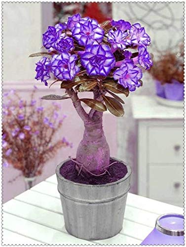 Sumpf frisch 2 PCS Adenium obesum Wüstenrose Blumensamen zum Pflanzen von violettem Weiß von Sump