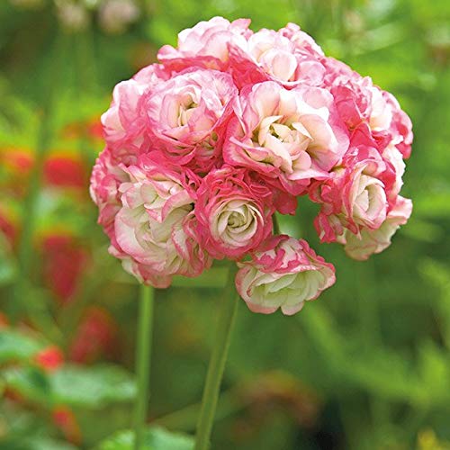 Sumpf frisch 20 Stück Geranie Apfelblüte Blumensamen zum Pflanzen Hellrosa 1 von Sump