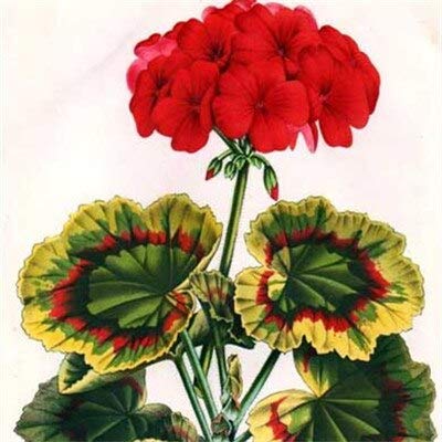 Sumpf frisch 20 Stück Pelargonium Peltatum mehrjährige Blumensamen zum Pflanzen von Rot 2 von Sump