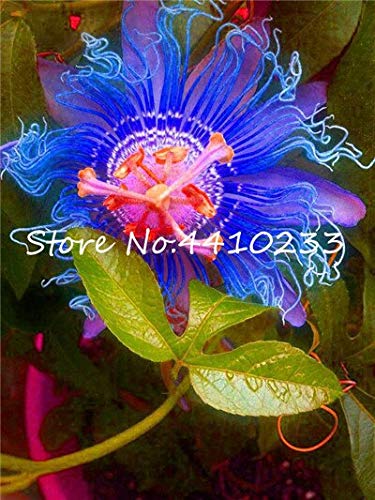 Sumpf frisch 20 Stück tropische Blume Samen zum Pflanzen blau von Sump