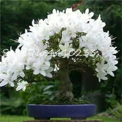 Sumpf frisch 5 Stück Wüstenrose Adenium Obesum Blumen SAMEN zum Pflanzen von Weiß von Sump