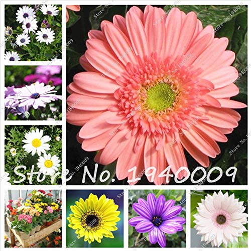 Sumpf frisch 50 Stück Gerbera Blüte SAMEN zum Pflanzen Mischfarbe 3 von Sump