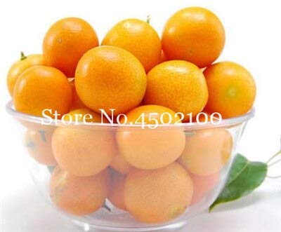 Sumpf frisch 50 Stück Kumquat Obst Samen zum Pflanzen von Orange von Sump