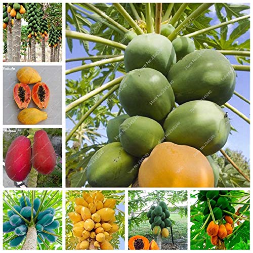 Sumpf frisch 50 Stück Papaya-Frucht SAMEN zum Pflanzen Gemischt 4 von Sump