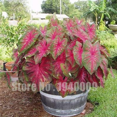 Sumpf frisch 50 Stück Thailand Caladium Blume Samen zum Pflanzen rosa 5 von Sump