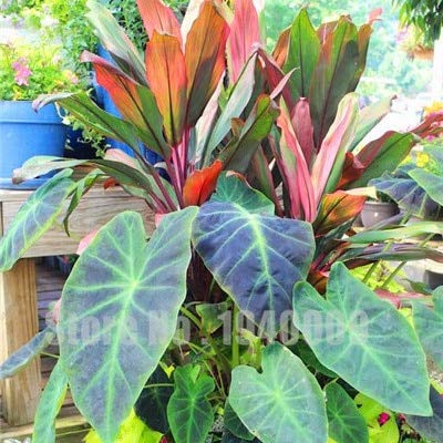 Sumpf frisch 50 Stück Thailand Caladium Blumensamen zum Pflanzen gemischt 4 von Sump