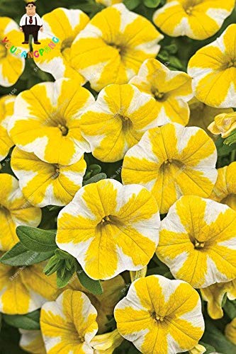 Sumpf frische 50 Stück Phlox Blumensamen zum Pflanzen gelb weiß von Sump