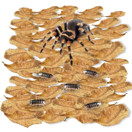 SunGrow Mini-Blattstreu für Reptilien, hält Feuchtigkeit im Terrarium, bietet Schutz und Verstecke für Reptilien, fördert die Zucht, reguliert Substrat, 100 Stück SunGrow Mini-Blattstreu für Reptilien, hält Feuchtigkeit im Terrarium, bietet Schutz und Verstecke für Reptilien, fördert die Zucht, reguliert Substrat, 100 Stück von SunGrow