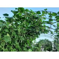Iroquois Skunk Pole Bean Samen | Bestäuber Freundliche Gemüsesamen Stangenbohnen Gartenbedarf 20 von SunflowerRdgHmstdLLC