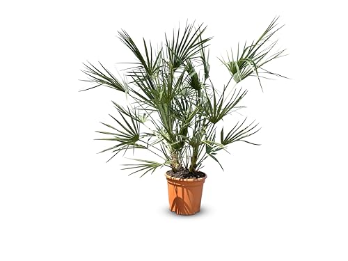Chamaerops Humilis - Europäische Zwergpalme - Immergrüne winterharte Palme - 100-120 cm hoch inklusive Topf Chamaerops Humilis - Europäische Zwergpalme - Immergrüne winterharte Palme - 100-120 cm hoch inklusive Topf von Sunny Tree