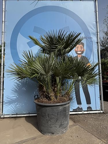 Chamaerops Humilis - Europäische Zwergpalme - Immergrüne winterharte Palme - 170 cm hoch inklusive Topf - winterhart - Mehrere Stämme Chamaerops Humilis - Europäische Zwergpalme - Immergrüne winterharte Palme - 170 cm hoch inklusive Topf - winterhart - Mehrere Stämme von Sunny Tree