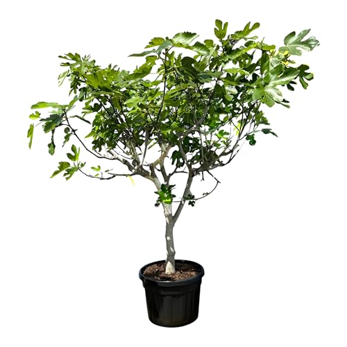 Feigenbaum - 30 jahre alt - Ficus Carcia - Obstbäume - Brown Turkey - Feigenbaum winterhart - Garten - 220 cm inklusive Topf von Sunny Tree