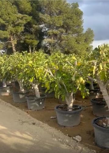 Feigenbaum - 40 jahre alt - Obstbäume - Calabacita Blanca (Ficus carica) - Feigenbaum winterhart - Garten - 180 cm inklusive Topf von Sunny Tree