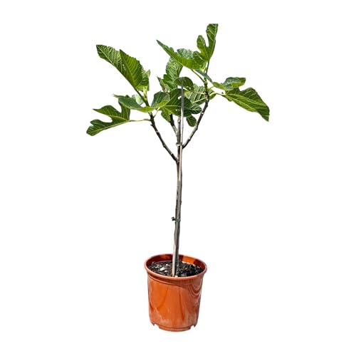 Mediterraner Feigenbaum Ficus Carica bis 100cm mit süßen grünen Feigen ideal für Terrasse und Garten von Sunny Tree