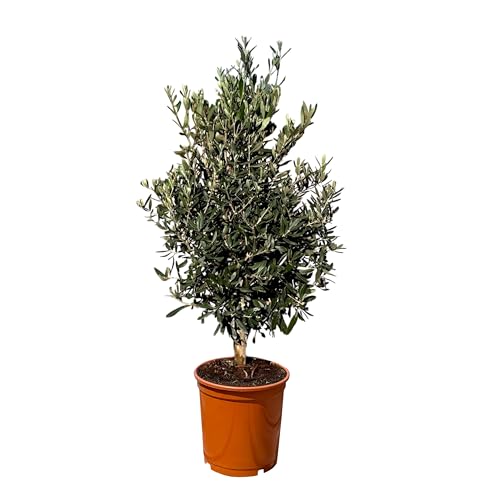 Olivenbaum Olea Europaea Strauchform Immergrün Winterhart bis -18°C ideal für Garten & Balkon von Sunny Tree
