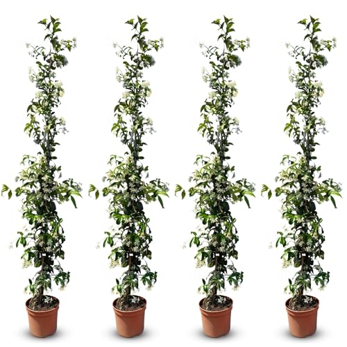 Sunny Tree - 4 pcs Jasmin - Toskanische Jasmin - Trachelospermum Jasminoides - 120 cm - Kletterpflanze - Winterhart - A+ von Sunny Tree
