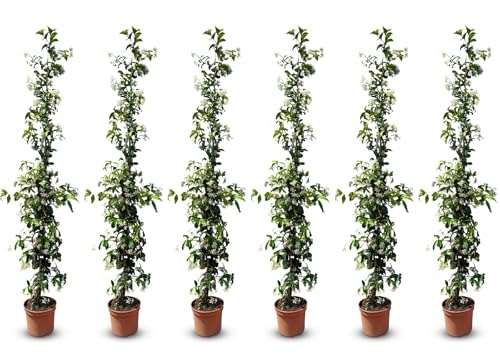 Sunny Tree - 6 pcs Jasmin - Toskanische Jasmin - Trachelospermum Jasminoides - 120 cm - Kletterpflanze - Winterhart - A+ von Sunny Tree