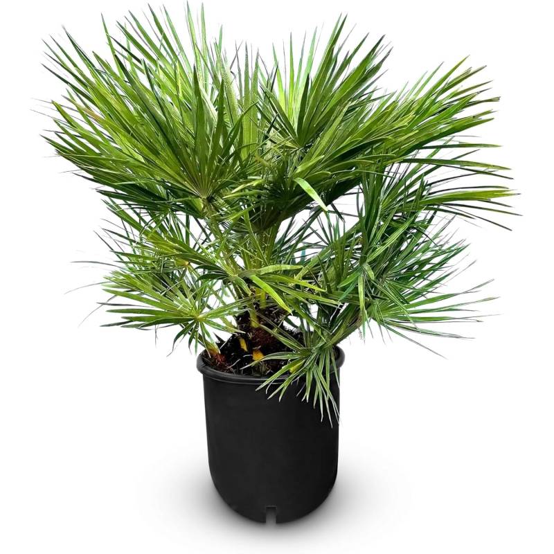 Sunny-Tree Chamaerops Humilis - Europäische Zwergpalme - Immergrüne winterharte Palme - 80 cm hoch inklusive Topf von Sunny-Tree
