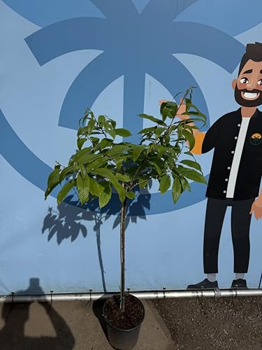 Sunny Tree - Esskastanie (Castanea sativa) – 150 cm - winterhart & essbar - robuster Nussbaum für Garten & Terrasse von Sunny Tree