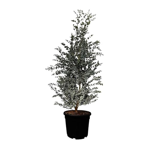 Sunny Tree - Eukalyptus - Gunnii 'Azura' Pflanze - 140 zentimeter - Winterhart von Sunny Tree