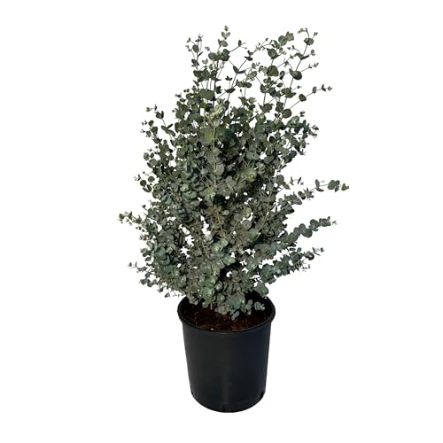 Sunny Tree - Eukalyptus - Gunnii 'Azura' Pflanze - 90 Zentimeter - Winterhart von Sunny Tree