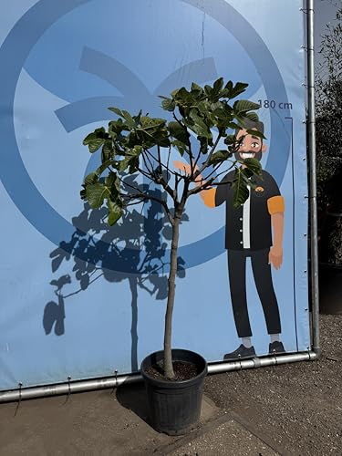 Sunny Tree - Feigenbaum - Ficus Carcia - 170 Zentimer - Obstbaum - Pflanze - Süße essbare Feigen - 12 jahre alt von Sunny Tree