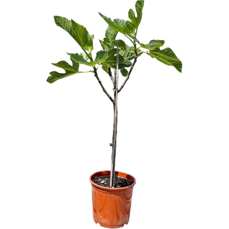 Sunny-Tree Feigenbaum Obstbaum Ficus Carica mit Süße Essbare Feige 100 cm Winterhart bis -18 von Sunny-Tree
