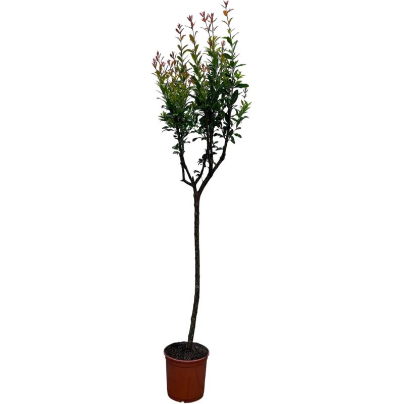 Sunny-Tree Granatapfelbaum  Winterharter Obstbaum Punica Granatum Höhe 160 Zentimeter von Sunny-Tree