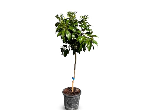 Sunny Tree - Grapefruit - Citrus Paradisi - Zitrusbaum - Obstbaum - 8 jahre alt - 160 zentimeter von Sunny Tree