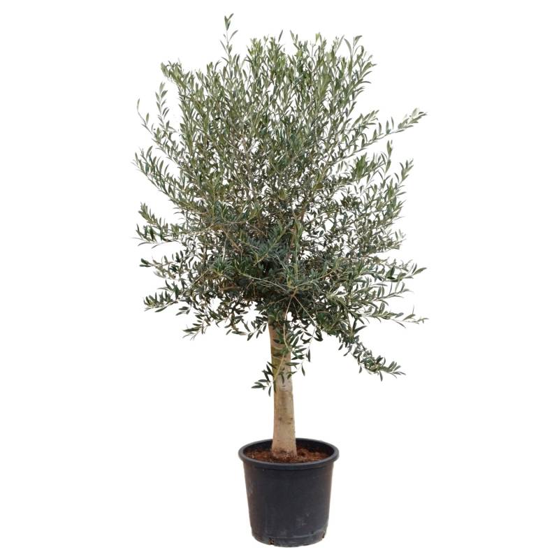 Sunny-Tree  Hochstämmiger Olivenbaum 170 Zentimeter Hoch Olea Europea 25 Jahre Alt Winterhart Bis -18° - Fruchtbildend Obstbaum von Sunny-Tree