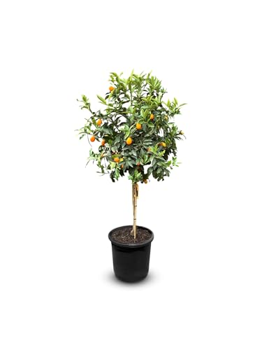 Sunny Tree - Kumquat - Citrus Paradisi - Zitrusbaum - Obstbaum - 8 jahre alt - 160 zentimeter von Sunny Tree