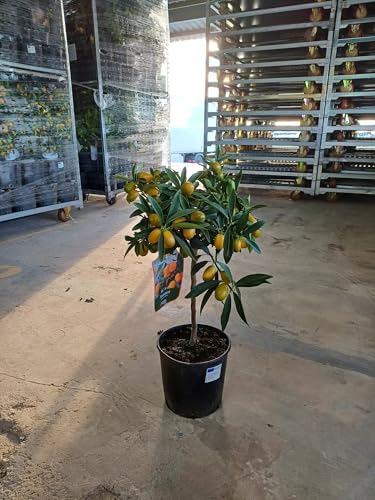 Sunny Tree - Kumquat Fortunella - 3 Jahre alt - Zitrusbaum - Zitruspflanze - Obst - 90 zentimeter - A+ Ware von Sunny Tree