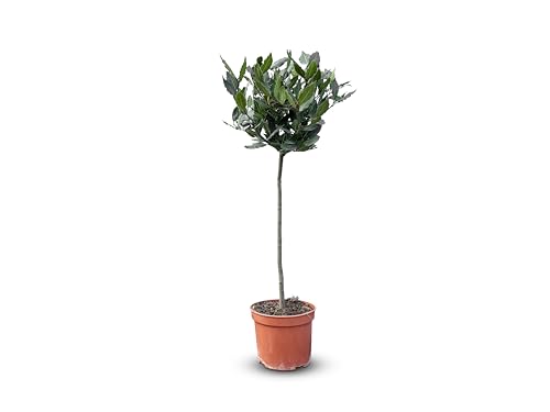 Sunny Tree - Laurus Nobilis - Lorbeer auf stamm 80 cm - Essbarer Lorbeer - Lorbeerbaum - Winterhart Sunny Tree - Laurus Nobilis - Lorbeer auf stamm 80 cm - Essbarer Lorbeer - Lorbeerbaum - Winterhart von Sunny Tree
