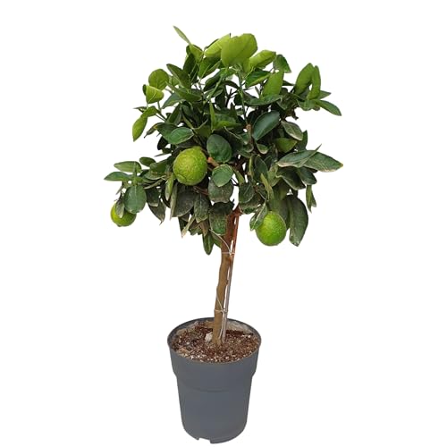 Sunny Tree - Limettenbaum - 3 Jahre alt - Citrus Latifolia - Zitruspflanze - Obst - 90 zentimeter - A+ Ware von Sunny Tree