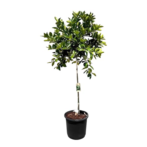 Sunny Tree - Limettenbaum - 8 Jahre alt - Citrus Latifolia - Zitruspflanze - 160 zentimeter - A+ Ware von Sunny Tree
