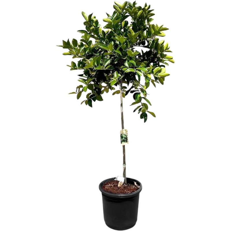 Sunny-Tree Limettenbaum Große 160 Zentimeter Citrus Aurantifolia Obstbaum Fruchtbildend 8 Jähriger Limettenbaum von Sunny-Tree