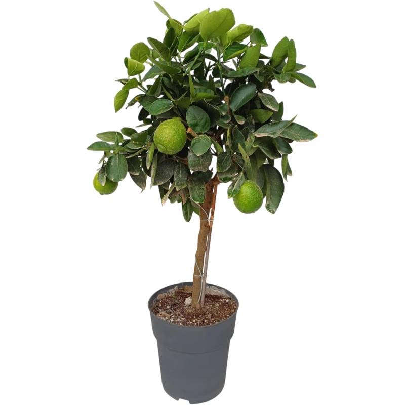 Sunny-Tree Limettenbaum Große 90 Zentimeter Citrus Aurantifolia Obstbaum Fruchtbildend 3 Jähriger Limettenbaum von Sunny-Tree