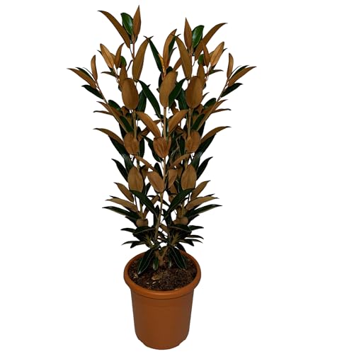 Sunny Tree - Magnolia Grandiflora Alta - 110-120 cm - Magnolienbaum - Weiße Blumen - Gartenpflanze - Schmaler Alleebaum - Winterhart von Sunny Tree